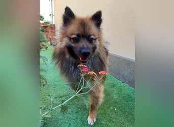 Bailey-SR, hübscher Kerl sucht ein Zuhause.