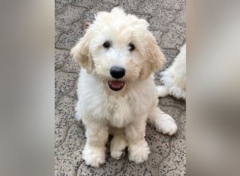 Abgabebereite Goldendoodle & Labradoodle Labrador+Golden+Retriever+Pudel Welpen