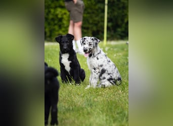 Süße Border Collie -Mudi mix Welpen