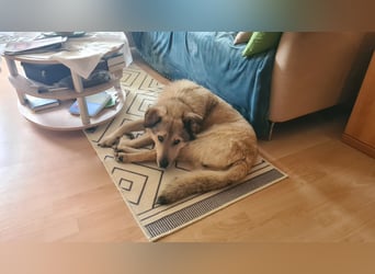 Plüschmann sucht ein neues Zuhause