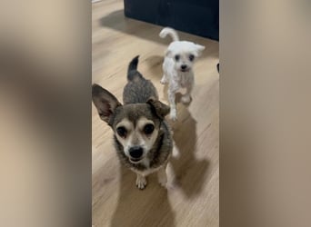 Zwei Seelchen suchen ein Zuhause