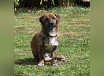 Freddy, Pflegestelle 26629 Großefehn