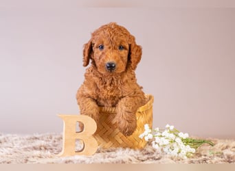 GoldenDoodle - medium mit welligem - lockigem Fell
