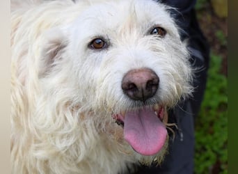 Gatsby - Der große Gatsby sucht seine Daisy