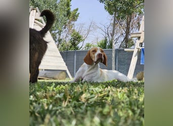 DUNA ❤️ liebevolle Pointer Mix Dame, Pflegefamilie Immenhausen