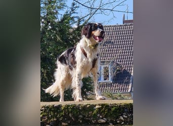 Setter Fan`s aufgepasst: sehr verschmust u. sozial; das ist Kajo! Er wartet in D-dorf auf DICH!