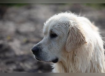 Wunderschöne Golden Retriever Welpen