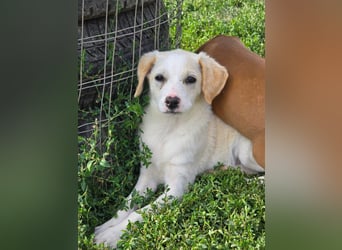 MELISSA - liebt es auf dem Schoß zu kuscheln!
