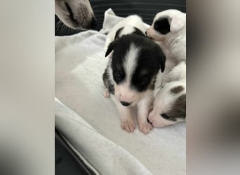 Romy – Mutig und herzlich, sucht ihr Glück bei dir