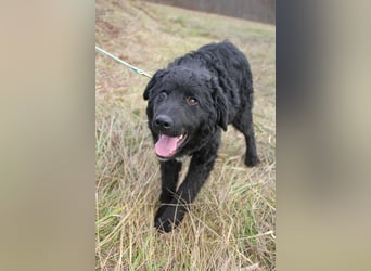 Verspielter TRUNTO - Traumbub mit dem Potential zum Herzenshund