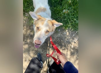 LEEBA - Ein Herz auf vier Pfoten sucht ihr Zuhause Zuhause oder Pflegestelle zum 06.09.2025 gesucht!