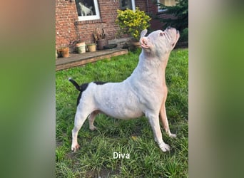 Diva sucht tierfreie Zone