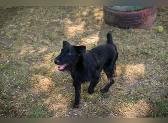 Chip 231920: Sucht ein Zuhause