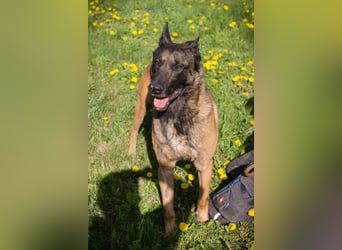 Olli: Liebenswertes Herz auf vier Pfoten