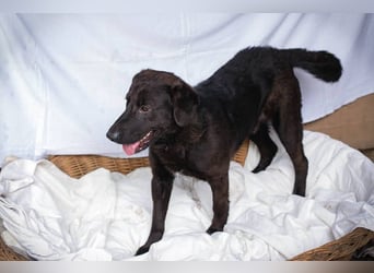 KYLO – Labradormix - freundlicher Begleiter mit ruhiger Ausstrahlung