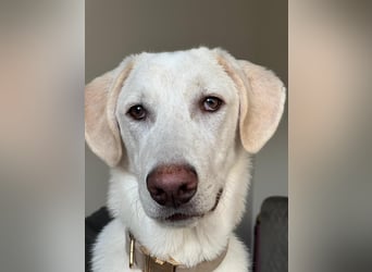 Aufgeweckter Junghund Bueno sucht erfahrene Hände
