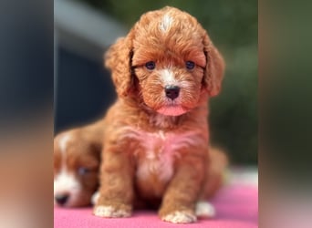 Exklusive Maltipoo Welpen im Red Apricot in Liebevolle Hände abzugeben Malteser/Pudel