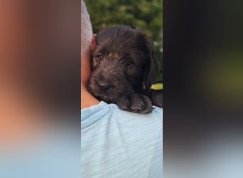 Labradoodle Welpen