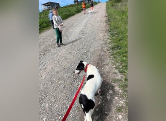 Hübsche Iris sucht liebe Familie