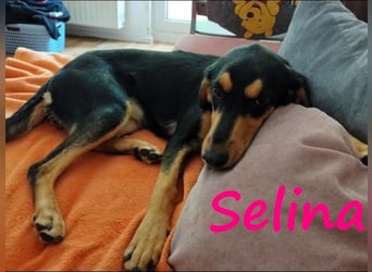 Selina2 geb. 09/2024 (in Deutschland) - aufgeschlossene und kluge Junghündin!