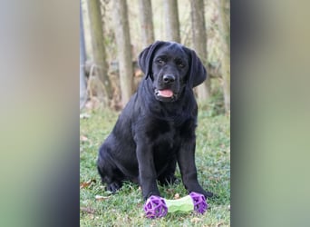 Labradorwelpen