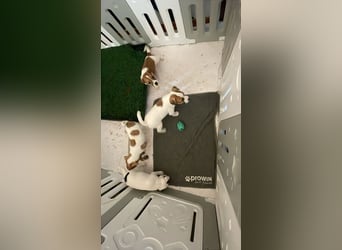 Rüde Schwarz weiß Parson Russell Terrier Welpen Bild und Video neu