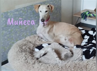 Muñeca 01/2019 (in Deutschland) - ausgeglichene und liebevolle, ganz besondere Galga!