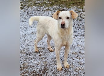 Casper (auf Pflegestelle Nähe Hannover)