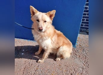 Dolar, Border-Collie typischer Jungspund aus der Tötung