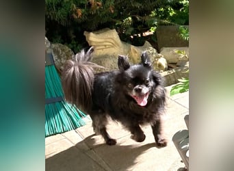 Tylor, menschenbezogen und katzenfreundlich
