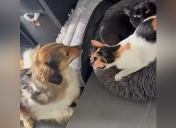 Pepita - schüchterne, liebe und katzenverträgliche Hündin / Pflegestelle in Plettenberg