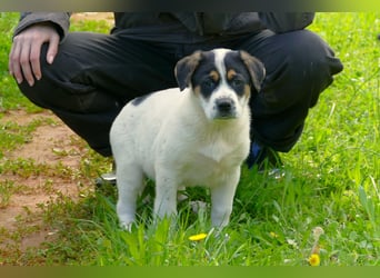 Knoppers sucht noch sein Zuhause für immer