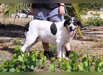 Nuno, Mix Labrador / Rafeiro Alentejano, lieb und sozial