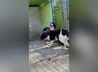 Coraggio - Der Mut hat sich schon bereit gemacht