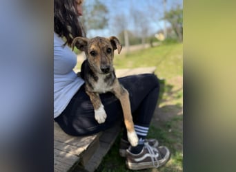 Ginny LM– Zarte Welpenhündin sucht geduldige Familie