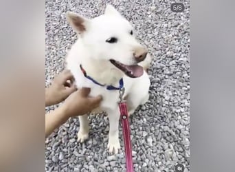 Buddy sanfte Seele sucht Familie fürs Leben