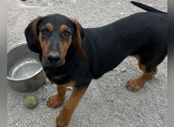 Levi ❤️ Notfell- verspielt+ aufgeschlossen
