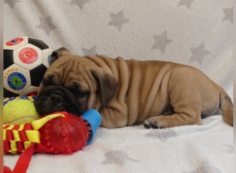Freiatmige Bulldoggenwelpen Abgabebereit