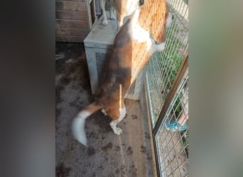 Nanook, freundlicher und aktiver Beagle, geb. 03/2022