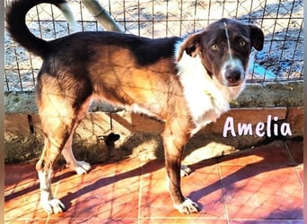 Amelia 08/2018 (ESP) - bezaubernde, ausgeglichene und soziale Hütehund-Mix Hündin!