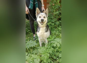 Bertie - der freundliche Huskymischling sucht Menschen die seine Bedürfnisse kennen