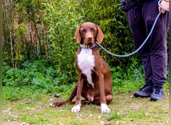 Emilio  - Pointer-Mix, lieb und verträglich