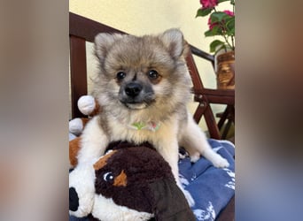 Bonnie SR - Spitz-Prinzessin sucht ihr Für-immer-Zuhause