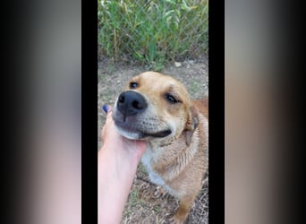 Fredi der perfekte Familienhund
