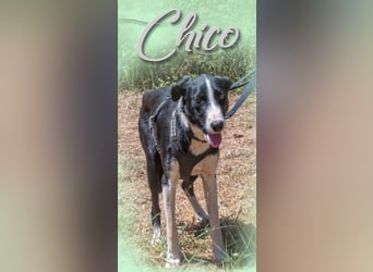 Chico - ein junger Hüpfer