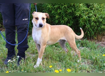 Goma, Labrador-Mix, lieb und sozial