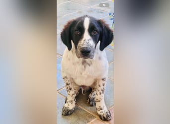 Bezaubernder Setter Mix Sam
