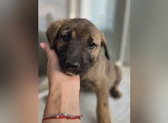Rudi - sucht noch sein Körbchen