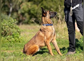 Starky (Spanien) - wunderschöner Malinois sucht aktive Menschen