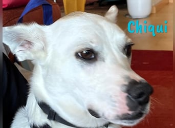 Chiqui geb. 09/2022 (in Deutschland) - sehr liebevoller, menschenbezogener und unkomplizierter Rüde!